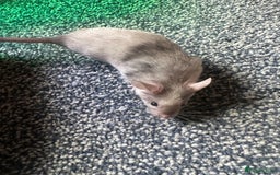 Mouse rodents for sale: Mixed fancy mice  - Image 17
