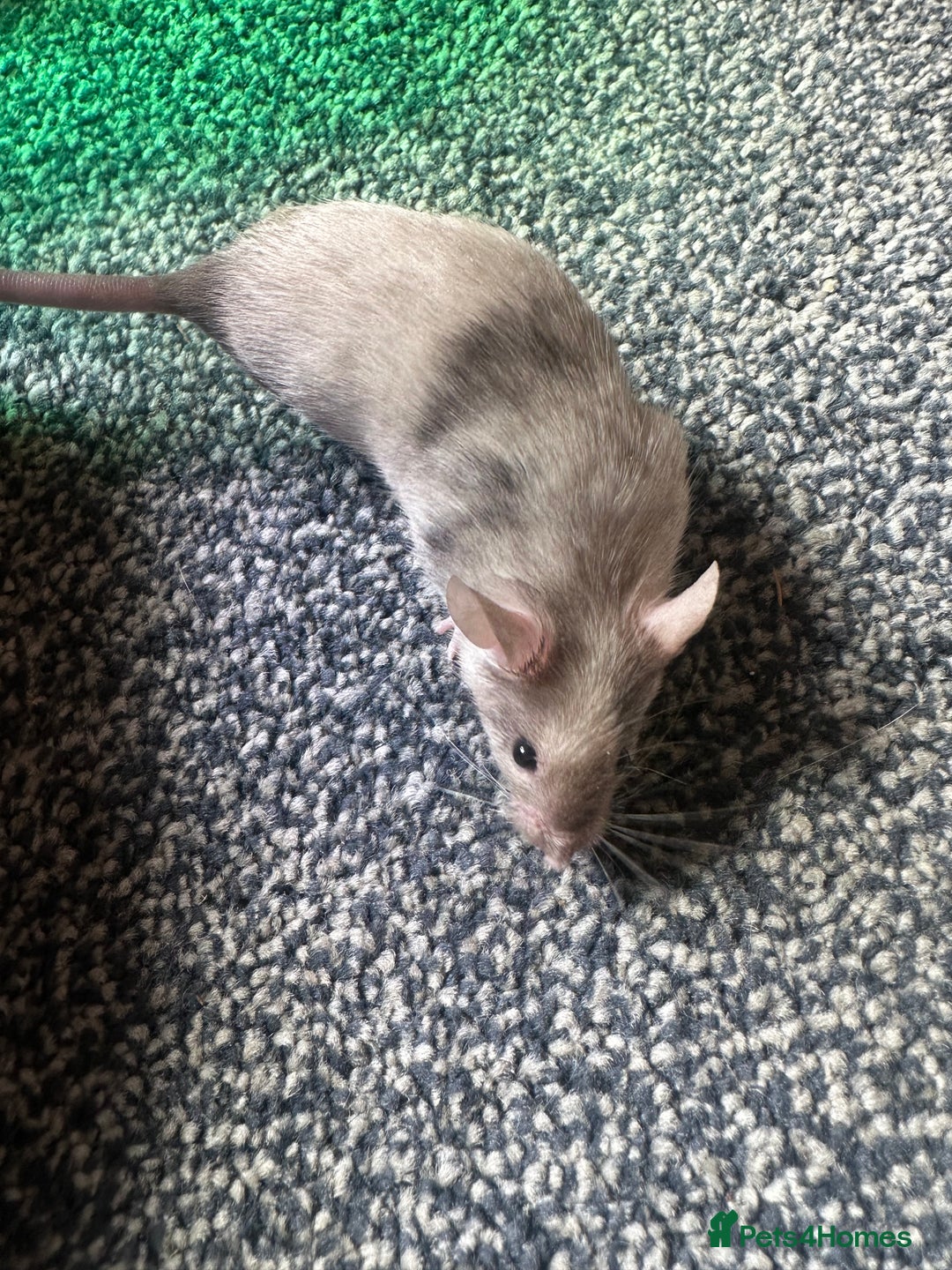 Mouse rodents for sale: Mixed fancy mice  - Image 17
