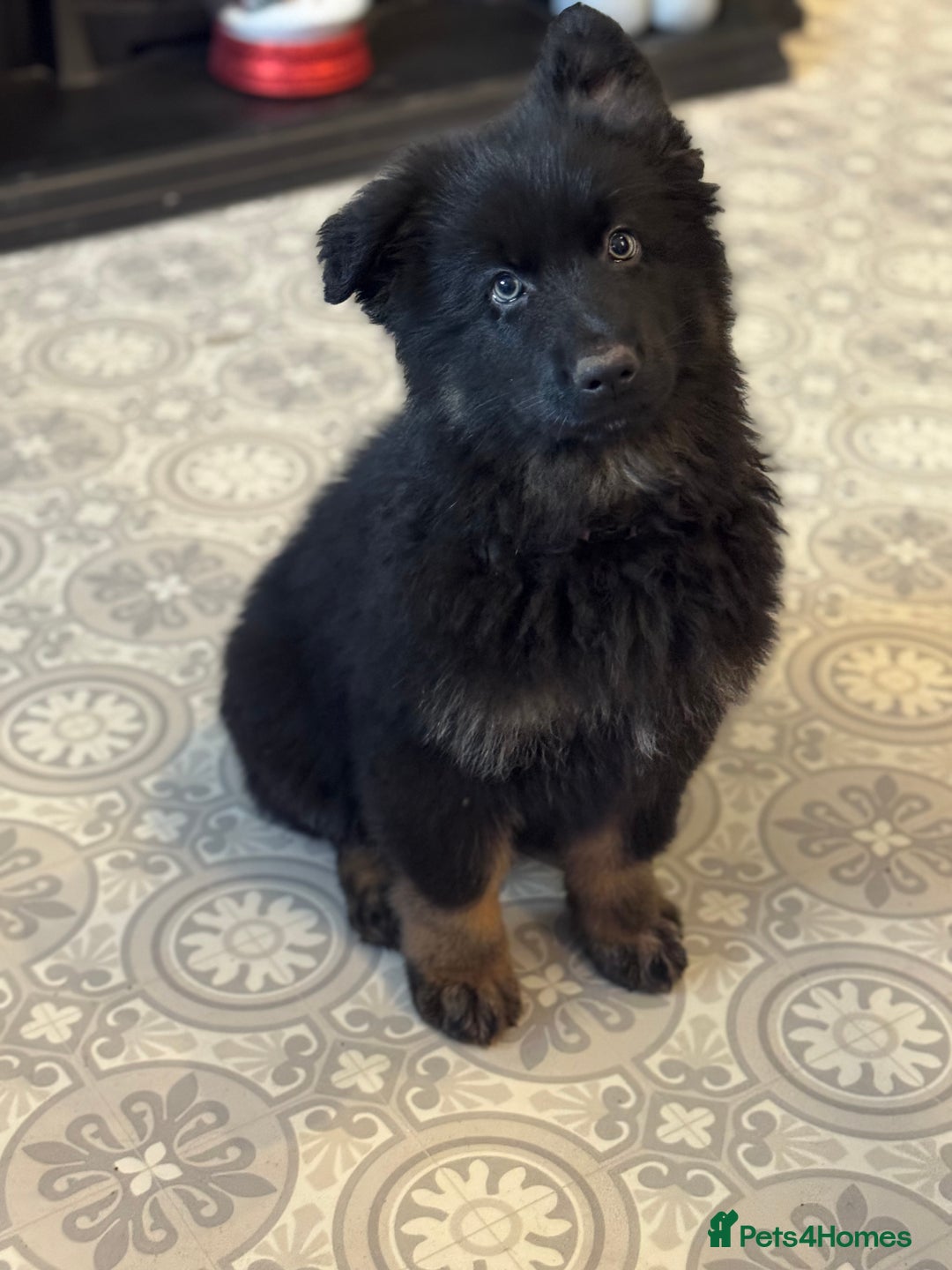 German Shepherd dogs for sale: Long haired German shepherd  - Advert 5