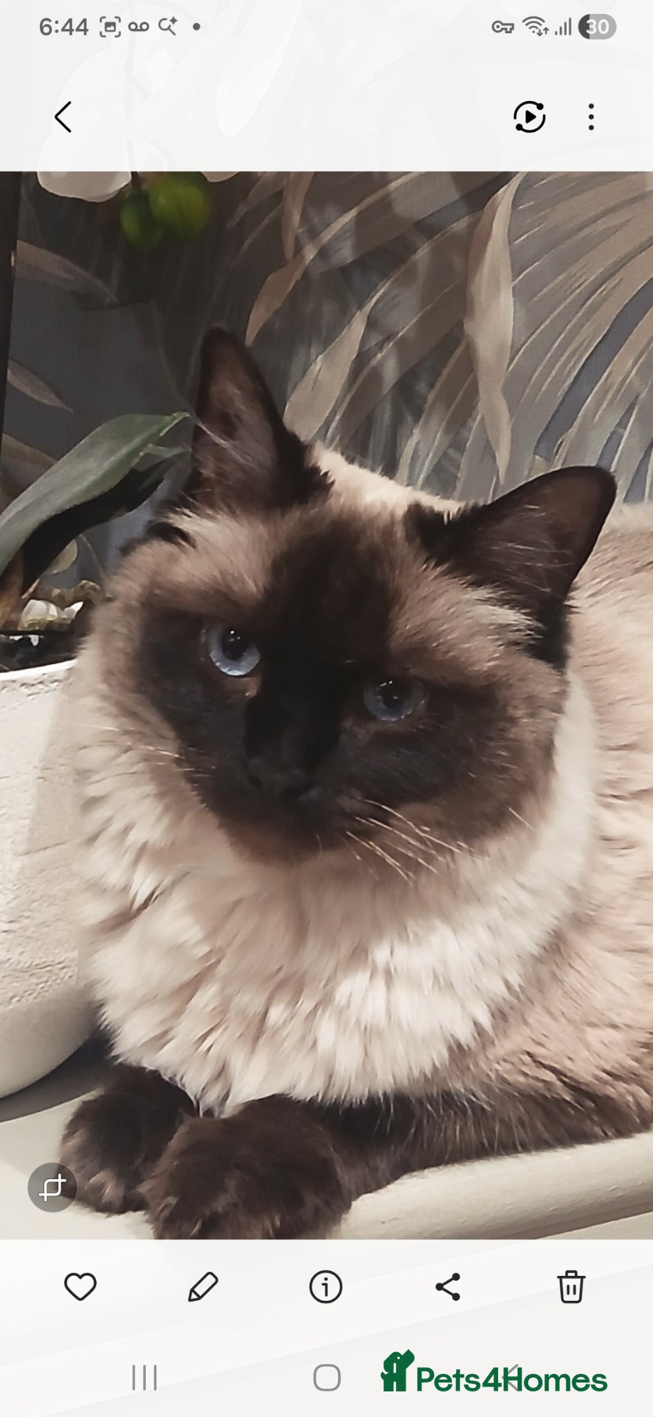 Ragdoll cats Mrs lisa furneaux  - Advert 1