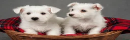 West Highland Terrier dogs for sale: Adorable west highland terrier puppies  - Advert 3