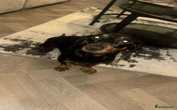 Miniature Dachshund dogs for sale: Miniature dachshund  - Image 1