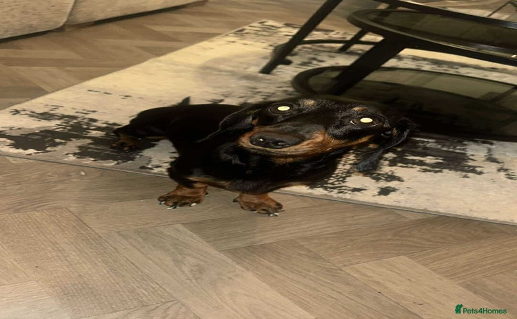 Miniature Dachshund dogs - Advert 3