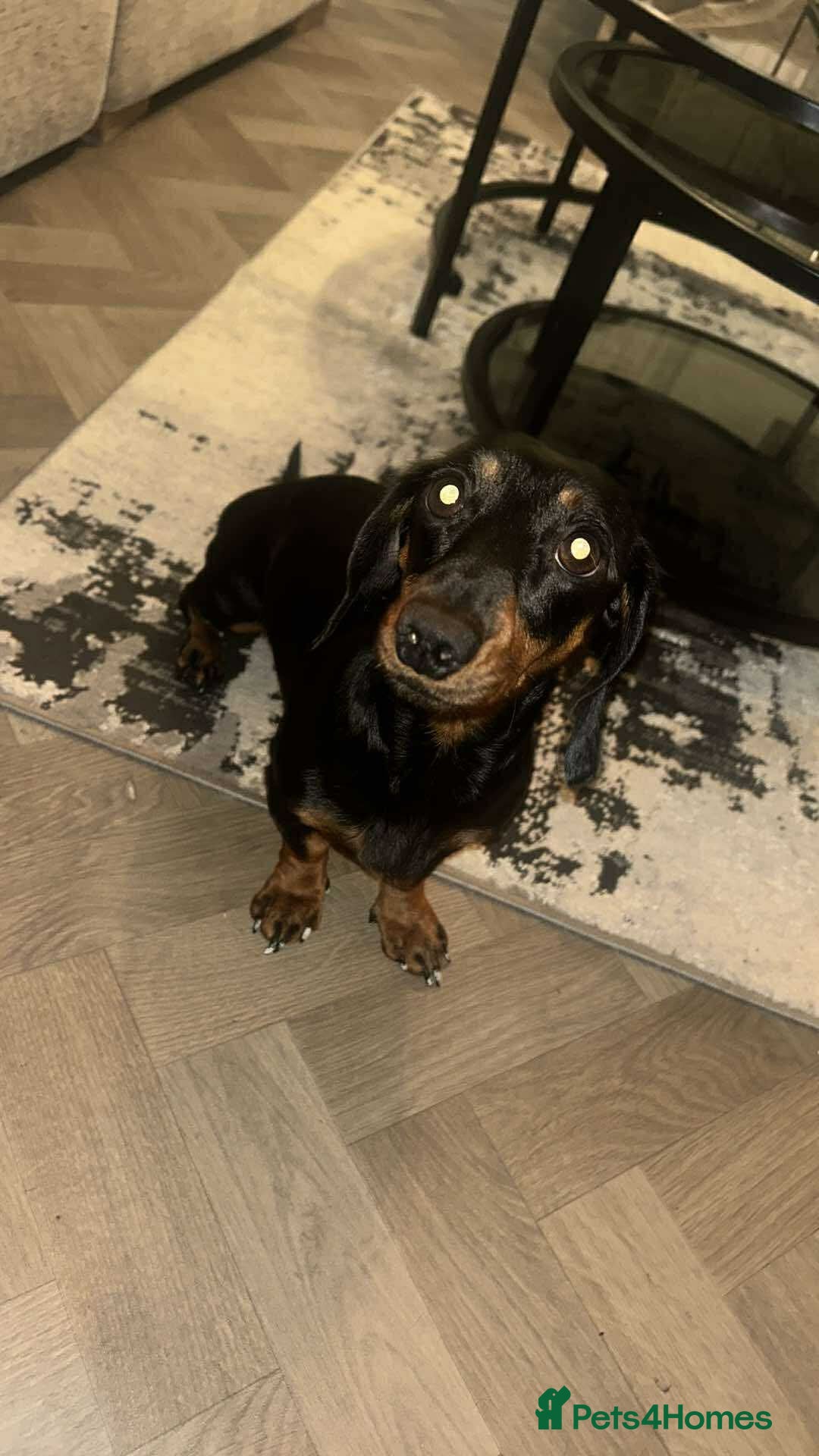 Miniature Dachshund dogs for sale: Miniature dachshund  - Image 1