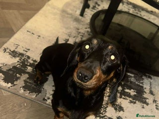 Miniature Dachshund dogs for sale - Advert 1