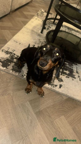 Miniature Dachshund dogs - Advert 1