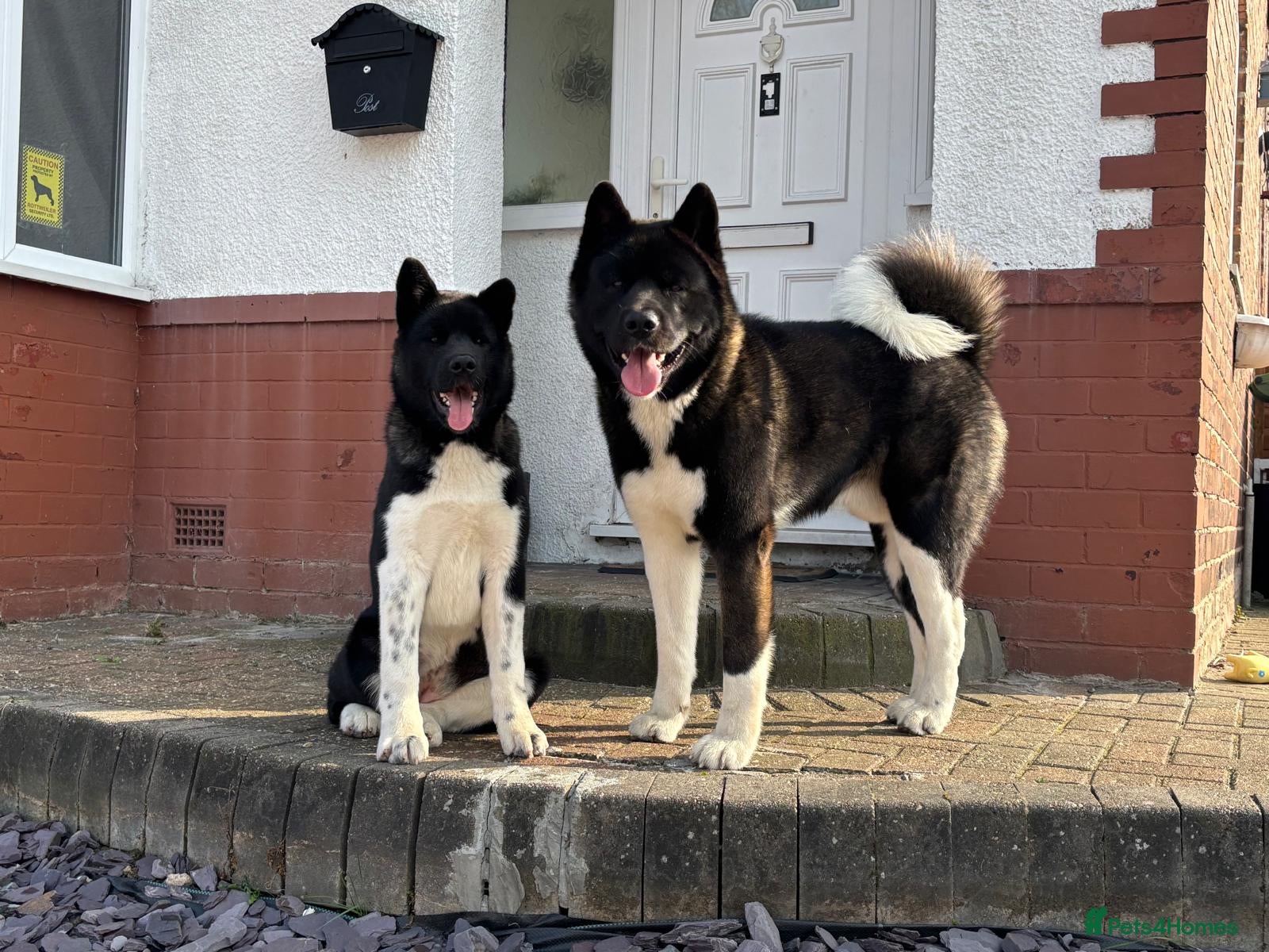 Akita dogs Koda whitmore  - Advert 3