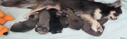 Chihuahua dogs for sale: Longhaired Chihuahua Pups - Advert 9