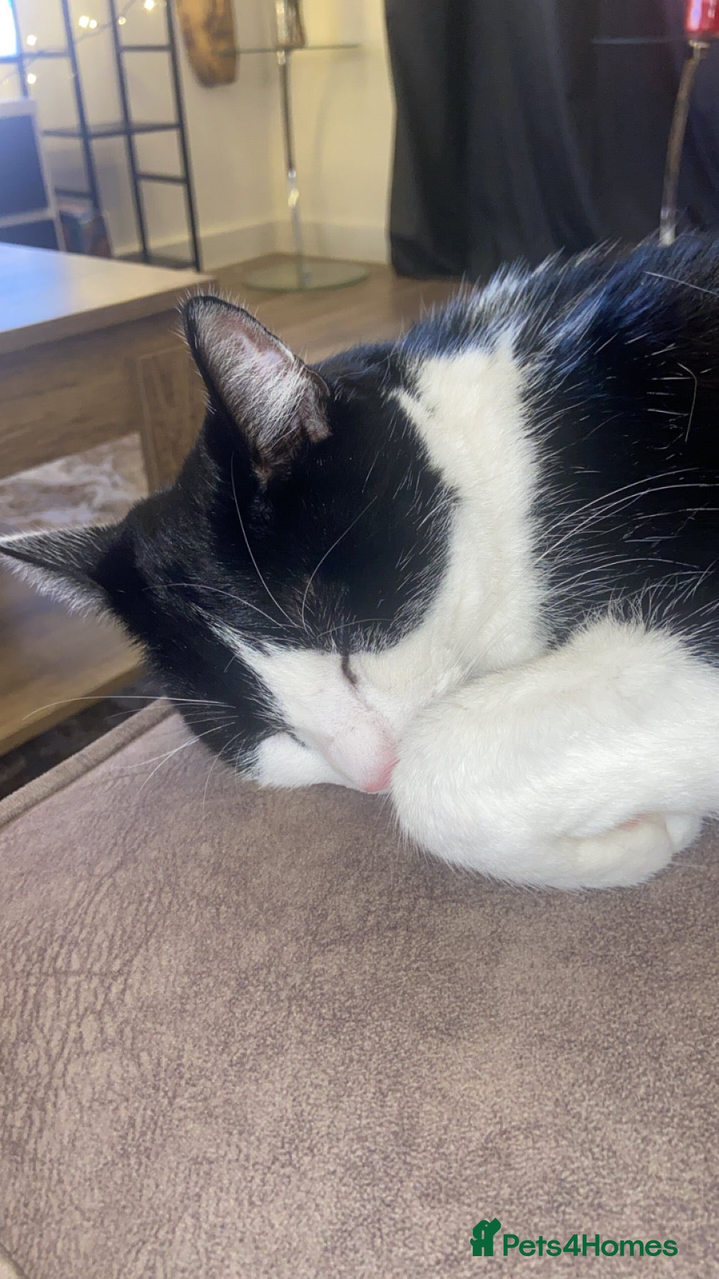 Domestic Shorthair cats 2 year old male neutered cat  - Advert 15