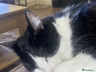 Domestic Shorthair cats - Advert 1