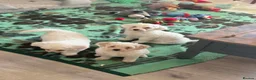 Bichon Frise dogs for sale: Puppies with blue eyes  in Norwich - Advert 7