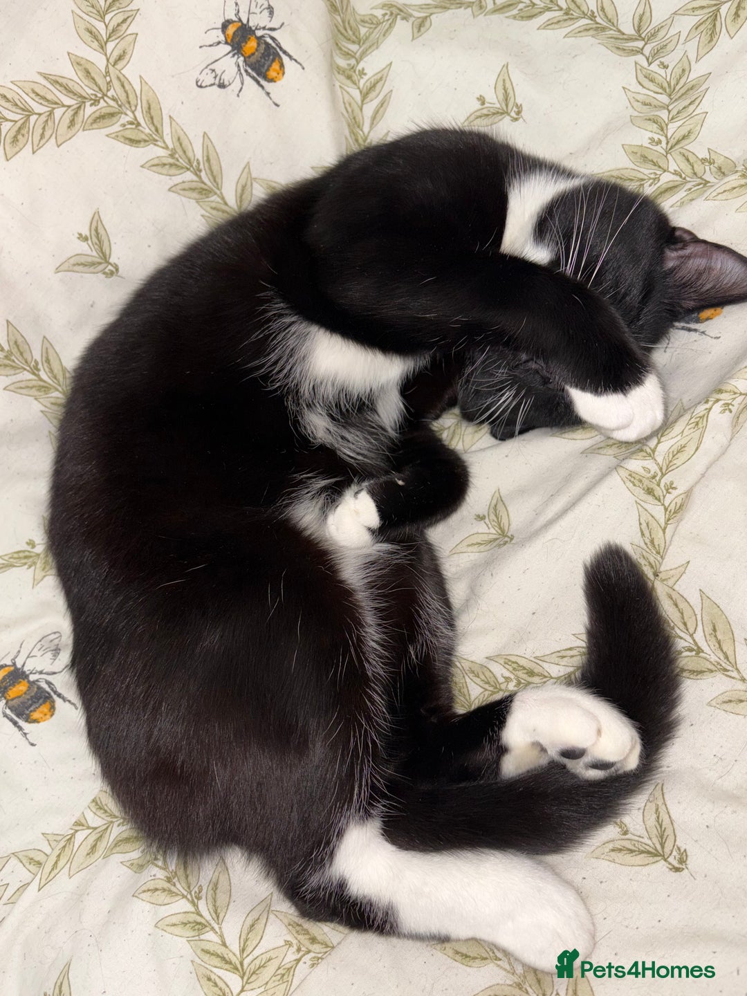 Domestic Shorthair cats for sale: Bonded  male cats  - Image 3