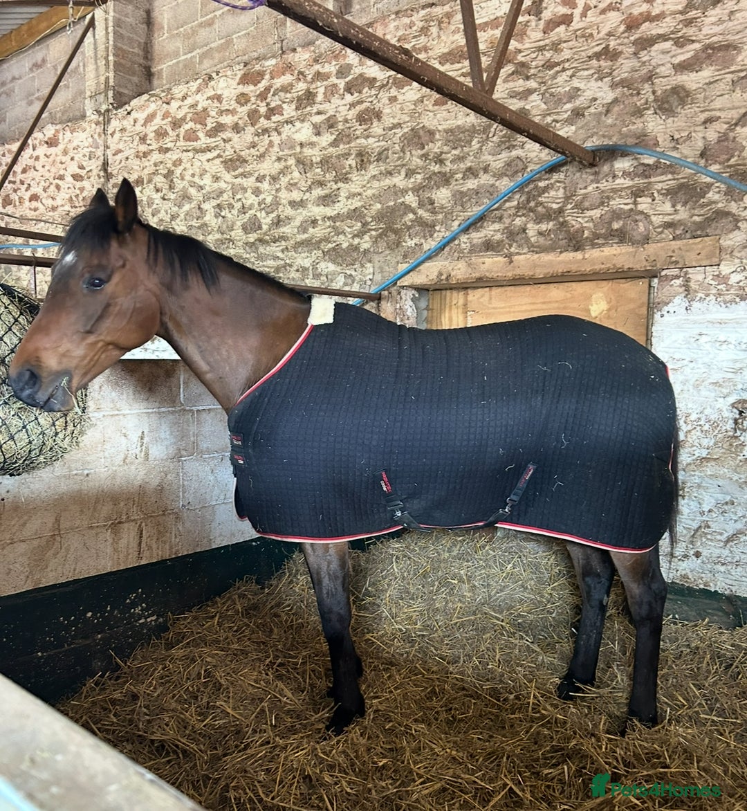 English Thoroughbred horses for sale: Fantastic thoroughbred broodmare - Image 3