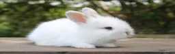 Angora rabbits for sale:     Beautiful Baby Angora Cross Rabbits - Advert 3