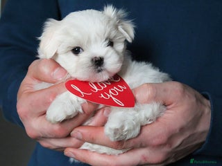 Maltese dogs LAST Gorgeous Tiny Maltese Puppy Boy - Advert 1