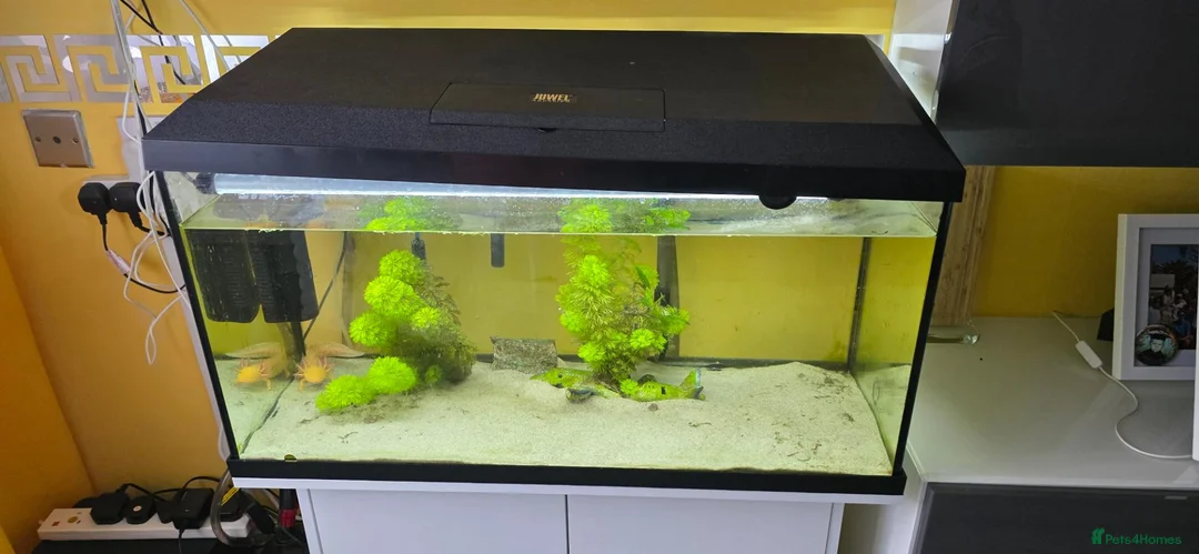 Axolotl reptiles for sale: Two Axalots with Complete set - Advert 11