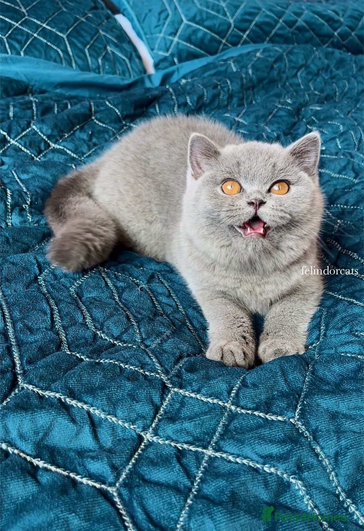 British Shorthair cats Available Last gorgeous blue girl!💙 - Advert 1