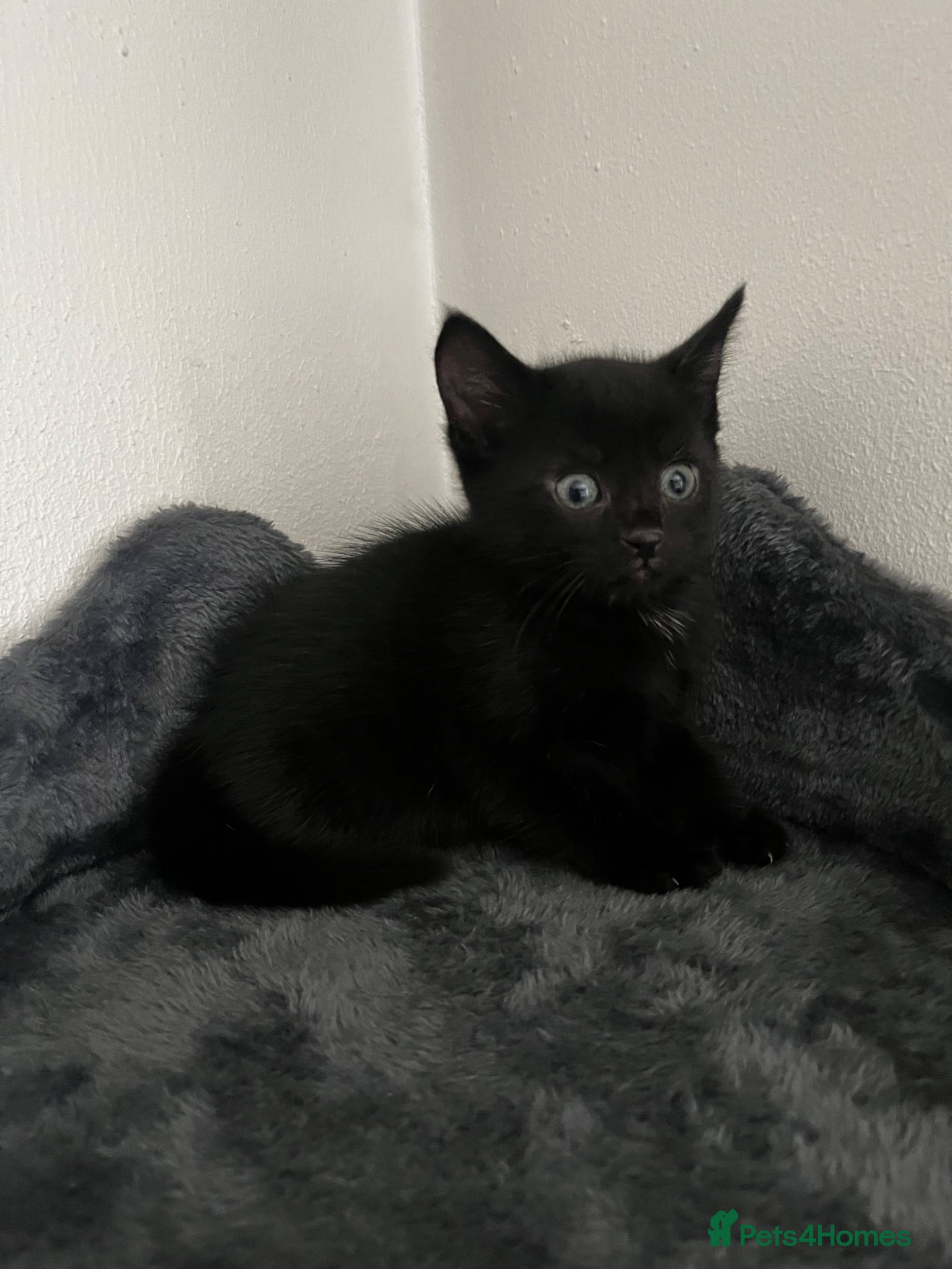 Mixed Breed cats 3 Kittens for sale  - Advert 9