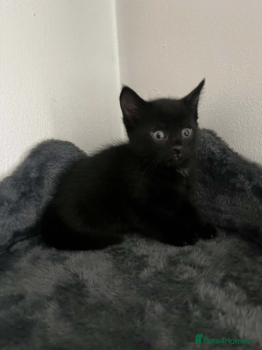 Mixed Breed cats for sale: 3 Kittens for sale  in Luton - Advert 1