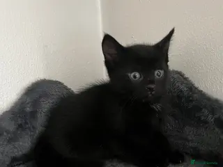 Mixed Breed cats 3 Kittens for sale - Advert 9