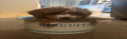 Cavapoo dogs for stud: Proven Cavapoo Stud - Not for sale.  - Advert 3