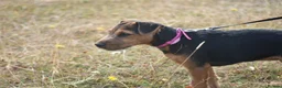 Lakeland Terrier dogs for sale: Beautiful Lakeland Bitch - Advert 3
