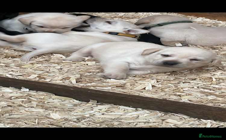 Labrador Retriever dogs - Advert 4