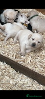 Labrador Retriever dogs - Advert 9