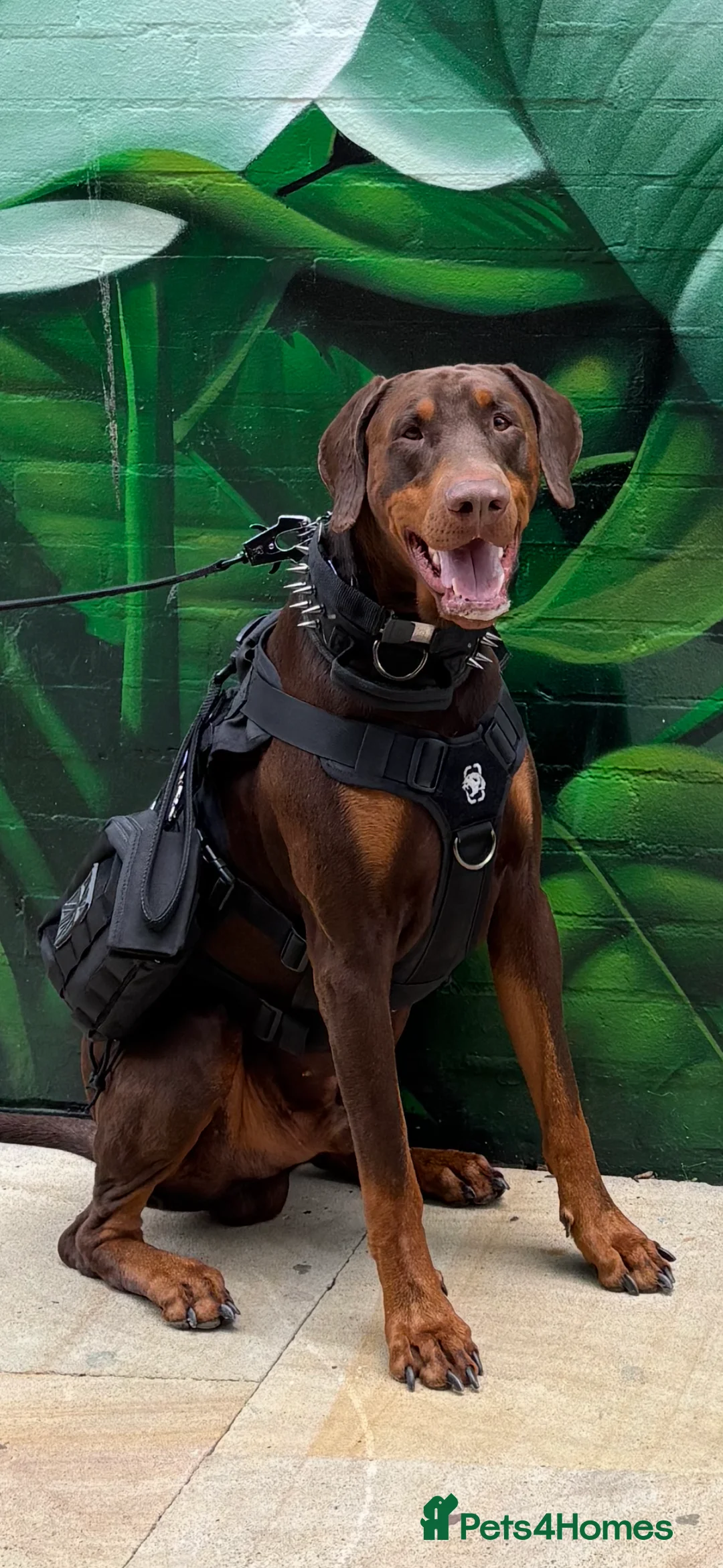 Dobermann dogs for stud: Doberman Available For Stud in Sutton Coldfield - Advert 7
