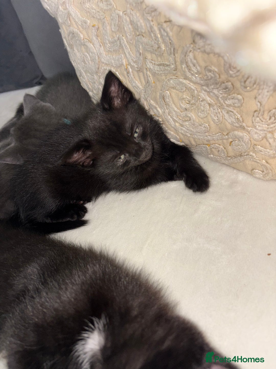 Domestic Shorthair cats for sale: Two gorgeous kittens ready for their forever home - Image 1