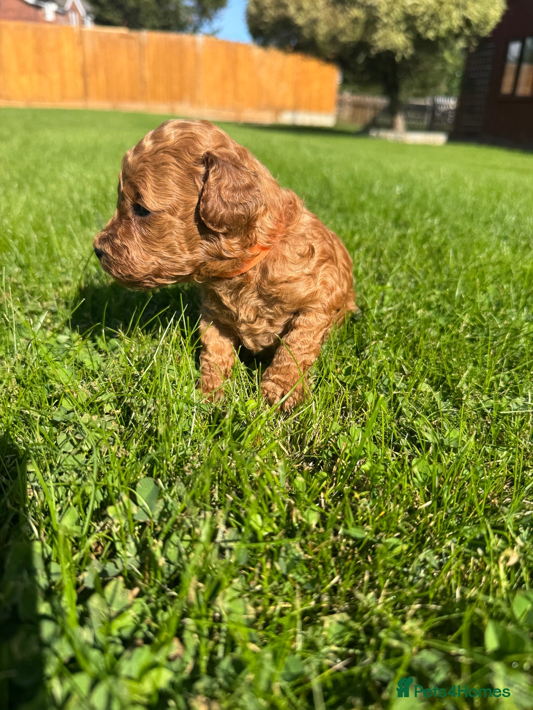 Miniature Poodle dogs for sale: KC registered Miniature Red poodles for Sale - Image 4