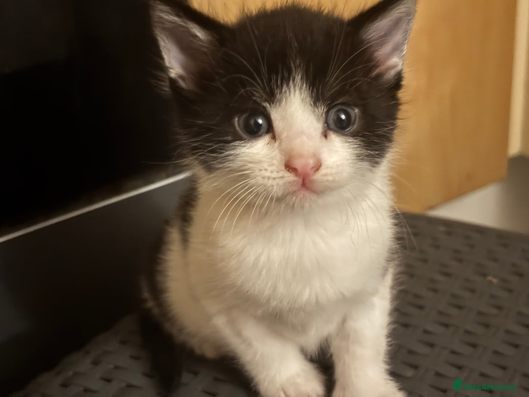 Mixed Breed cats for sale: Adorable Fluffy Kittens - Advert 3