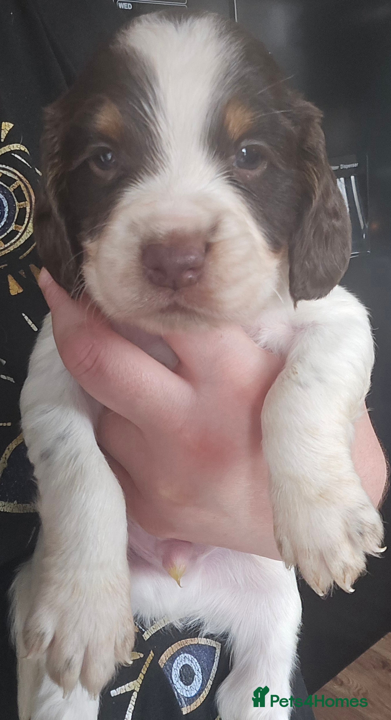 Sprocker dogs ONLY 1 LEFT- Beautiful Sprocker Spaniels 💕 - Advert 9