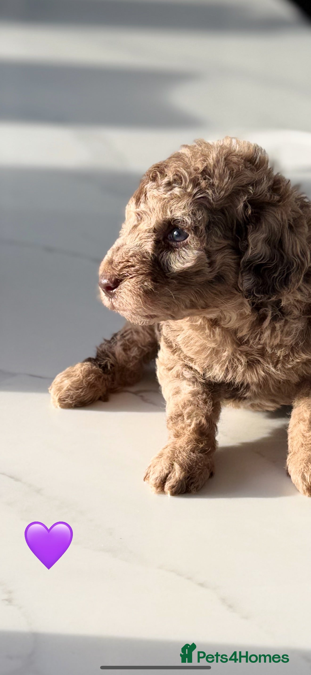 Cockapoo dogs Gorgeous Chocolate Cockapoo litter  - Advert 3