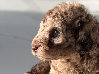 Cockapoo dogs Gorgeous Chocolate Cockapoo litter - Advert 3