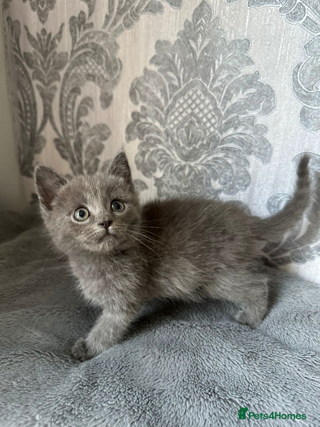 British Shorthair cats for sale:  kittens  in Luton - Image 4