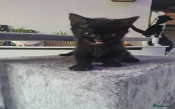 Mixed Breed cats for sale: 10 beautiful kittens - Image 11