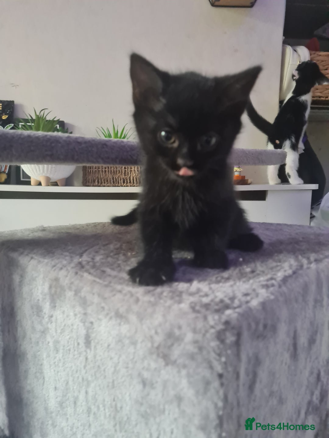 Mixed Breed cats for sale: 10 beautiful kittens - Image 11