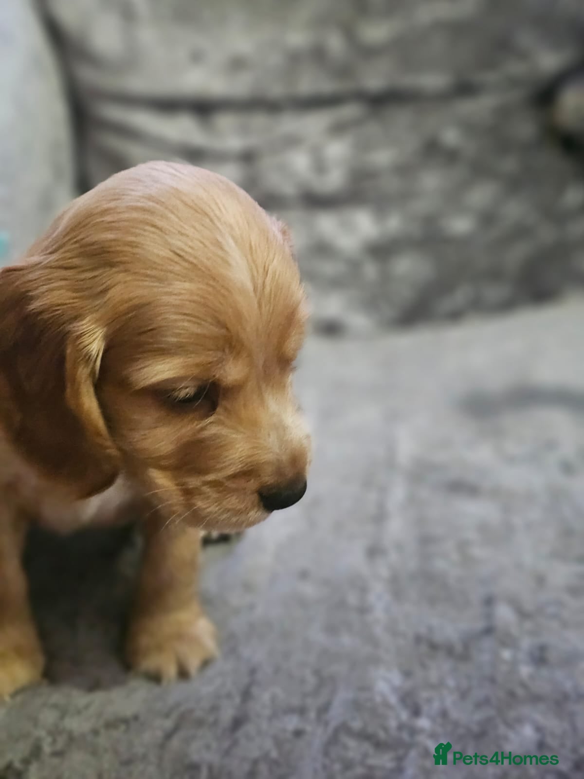 Cocker Spaniel dogs for sale: cocker spaniel puppies - Advert 19