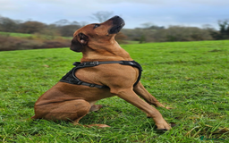Rhodesian Ridgeback dogs for stud: Rhodesian Ridgeback Stud – Proven & Healthy in Paignton - Image 6