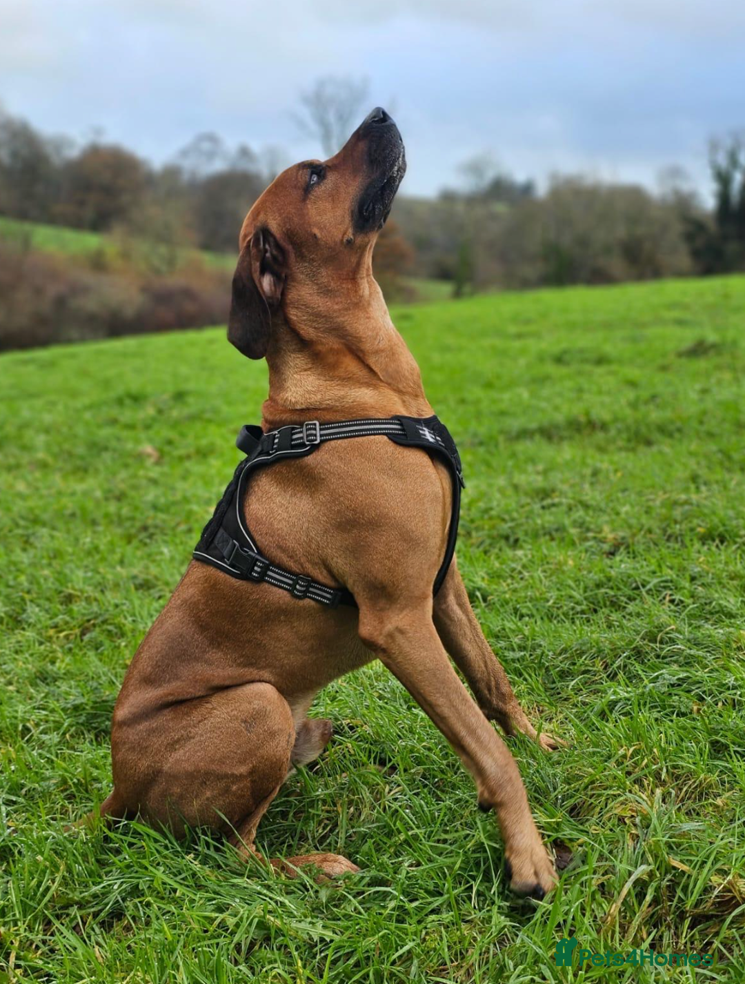 Rhodesian Ridgeback dogs for stud: Rhodesian Ridgeback Stud – Proven & Healthy in Paignton - Image 6