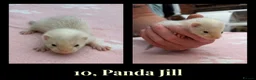 Ferret rodents for sale: 🦦 Adorable Ferret Kits (Pandas, Roans & Sables)🐾 - Advert 1