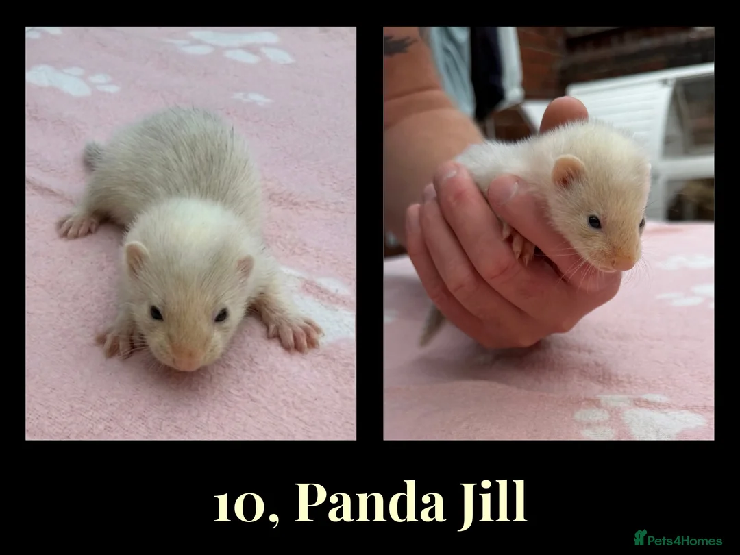 Ferret rodents for sale: 🦦 Adorable Ferret Kits (Pandas, Roans & Sables)🐾 - Advert 1