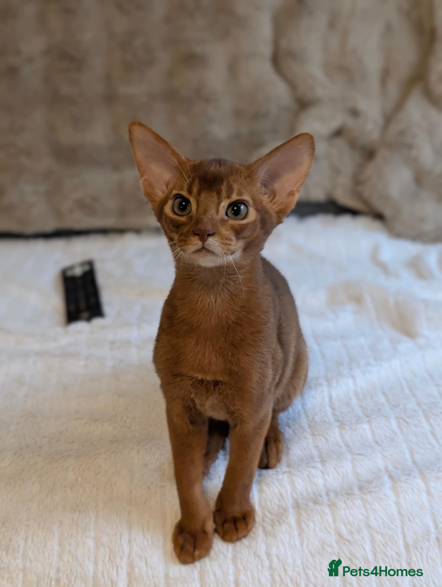Abyssinian cats Stunning Abyssinian baby - Advert 9