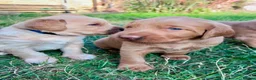 Australian Labradoodle dogs for sale: Australian Labradoodle Puppies - Advert 7