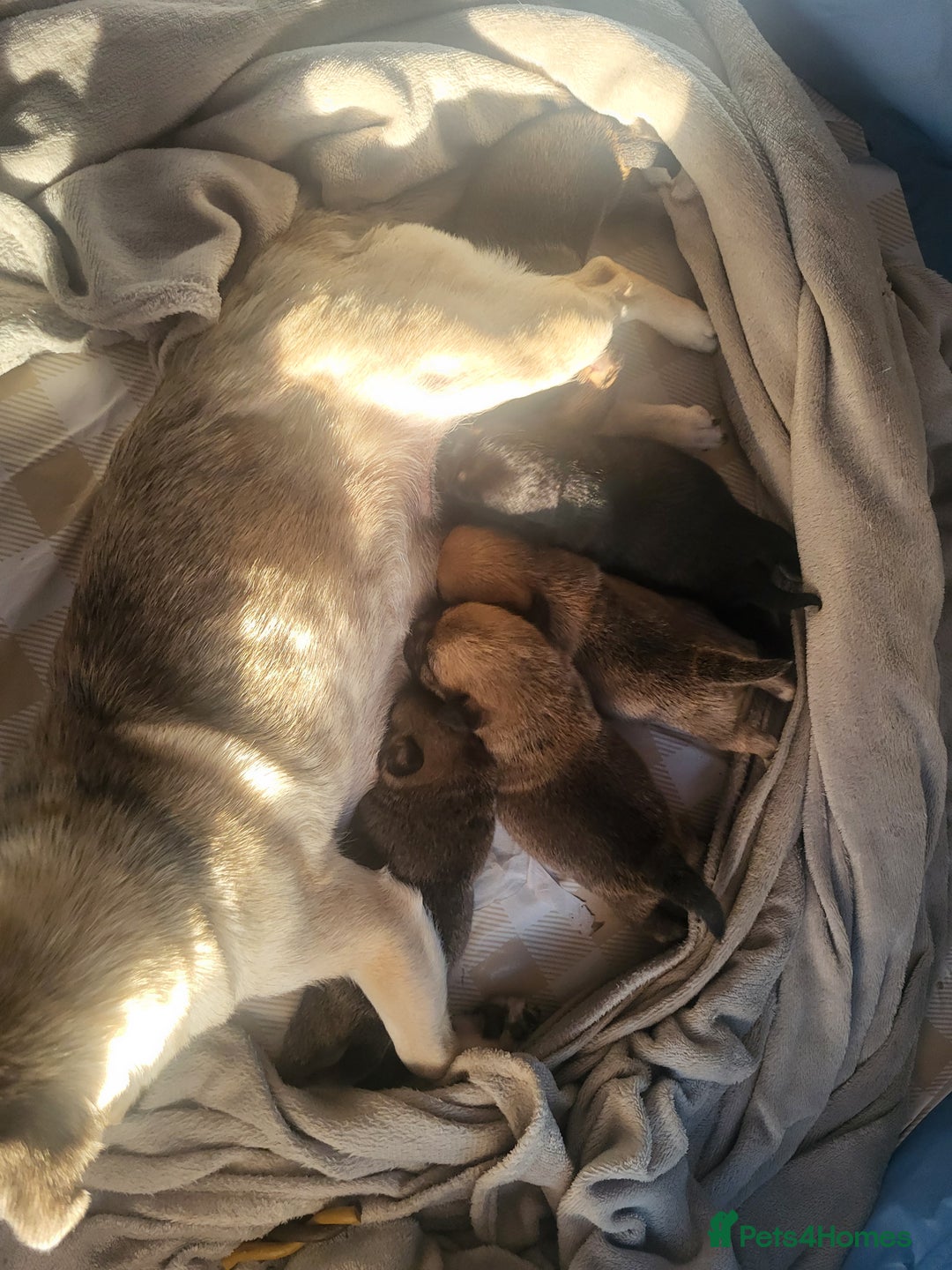 Jug dogs for sale: Jug puppies  - Image 7