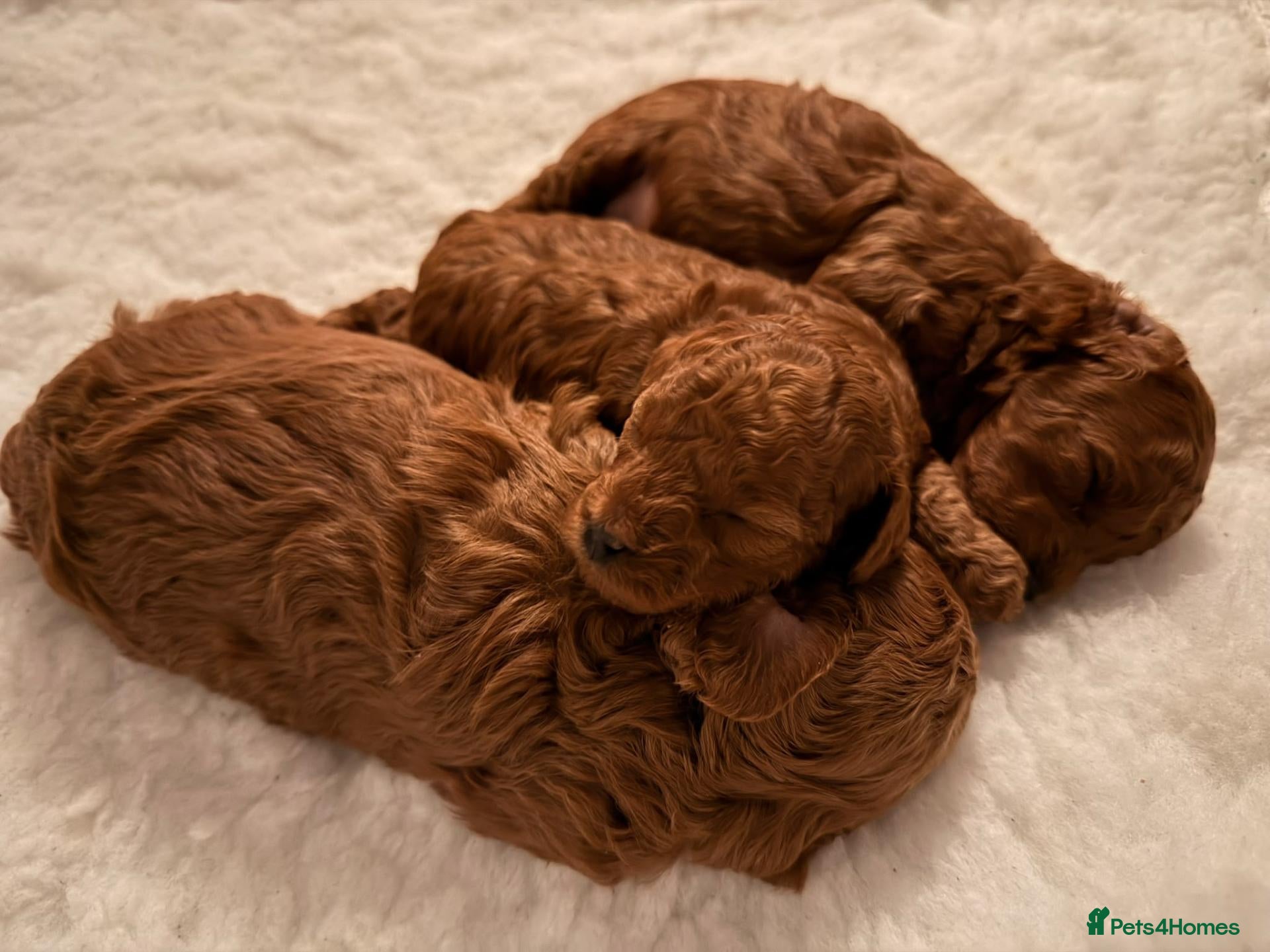 Toy Poodle dogs for sale: Stunning red toy poodle puppies - Advert 14