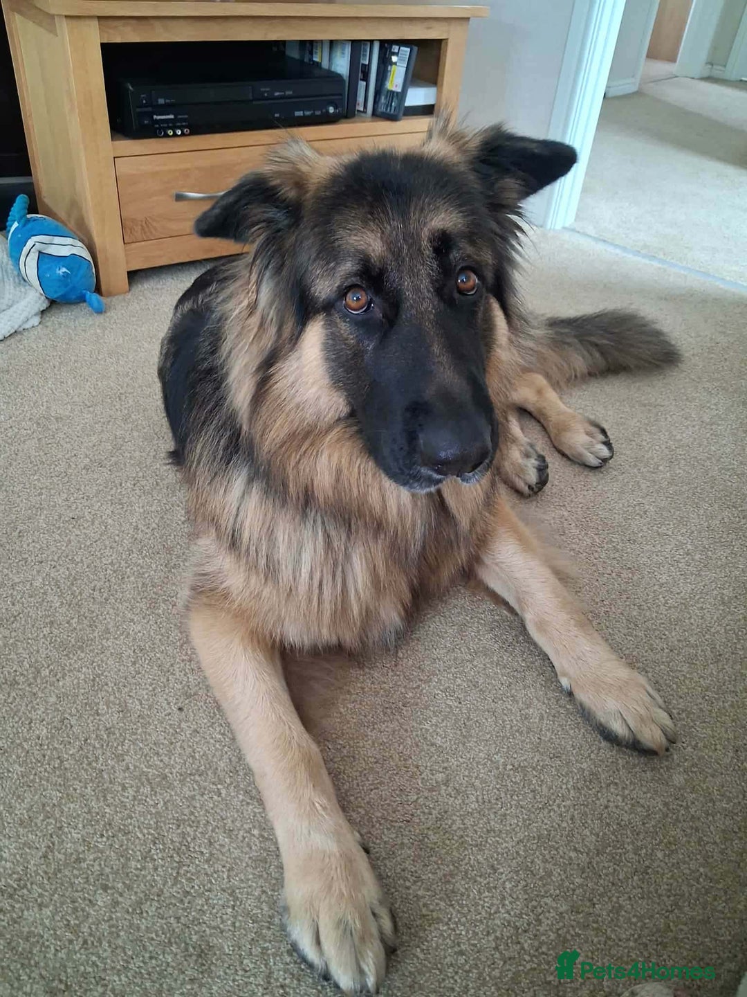German Shepherd dogs for sale: German Shepherd 4.5 years old needing a new home  - Advert 2