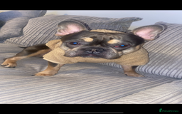 French Bulldog dogs for sale: French bull dog  - Image 5