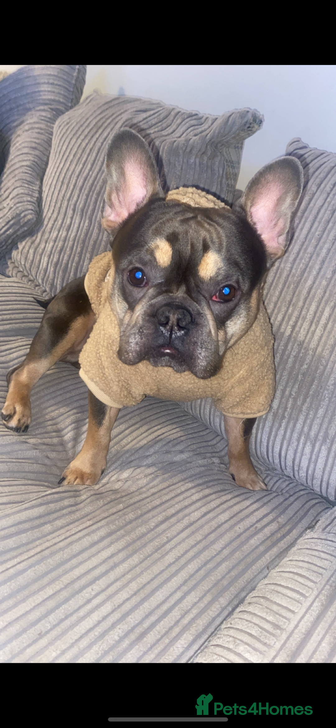 French Bulldog dogs for sale: French bull dog  - Image 5